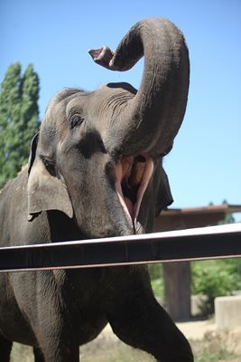 Слоницата Артайда 18 години бе част от столичния зоопарк