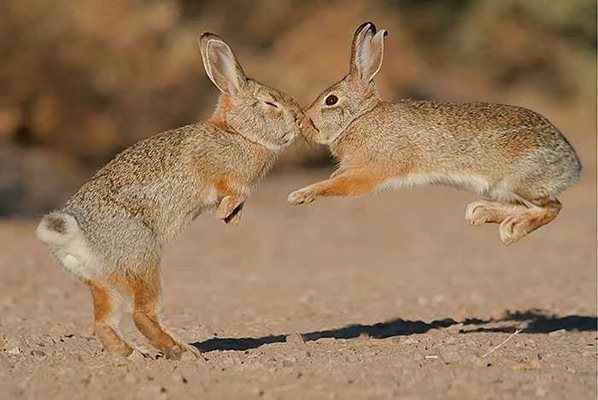 2015 NBP HIGHLY HONORED ANIMAL ANTICS  DESERT COTTONTAILS  By Tara Tanaka