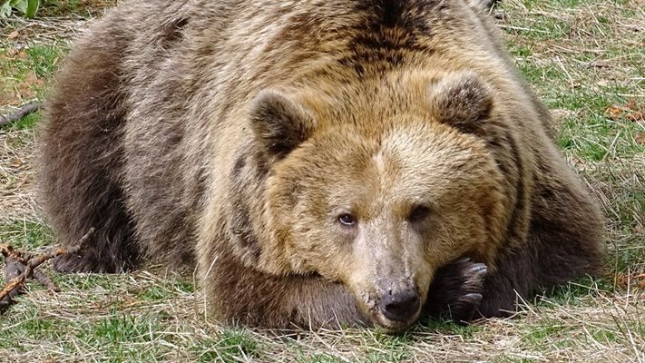 Йета всяка година си удължава дрямката / Снимка: Парк за мечки - Белица