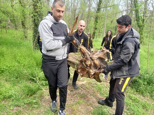 Доброволци изнасят изсъхнали дървета от парк "Лаута" м.г.