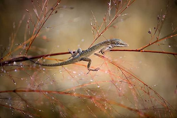 2015 NBP WINNER YOUTH PHOTOGRAPHER OF THE YEAR  BROWN ANOLE   By Spencer Cox, age 18