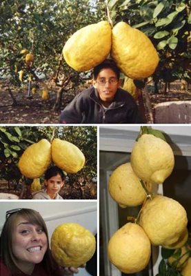 Най-големият лимон тежи 5,265 килограма и е от Израел