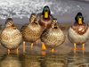 Установиха огнище на птичи грип при патици в Брезово