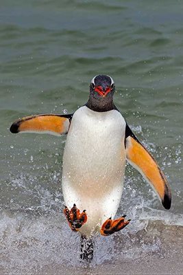 2015 NBP HIGHLY HONORED ANIMAL ANTICS  GENTOO PENGUIN  By Keith Kennedy