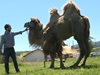 Двугърби камили се разхождат в Перник (Видео)