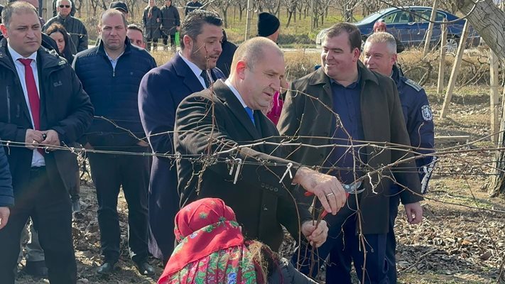 Румен Радев заряза лозята в пловдивското село Устина. Снимка: Никола Михайлов