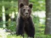 Убийство на мечка предизвика протести в Италия