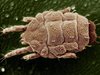 В Южен Китай откриха най-древните паразити на Земята