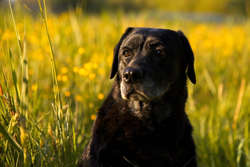 Проучване: Прекарването на време с куче води до намаляване на стреса