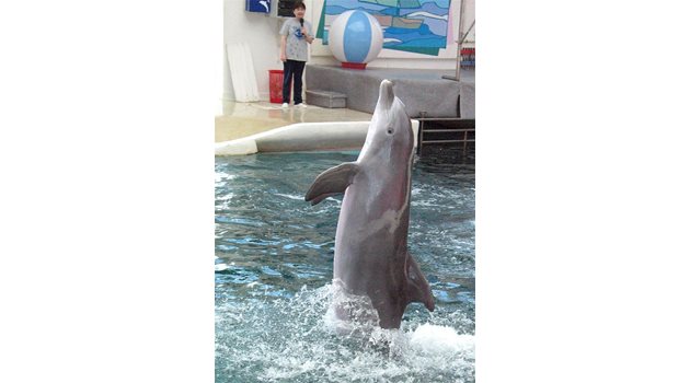 АТРАКЦИЯ: Делфинът Йоана изпълнява номер пред публика в делфинариума.