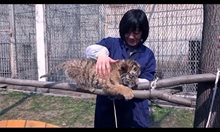 Осиновяване на бебетa тигри в провинция Шаанкси, Китай