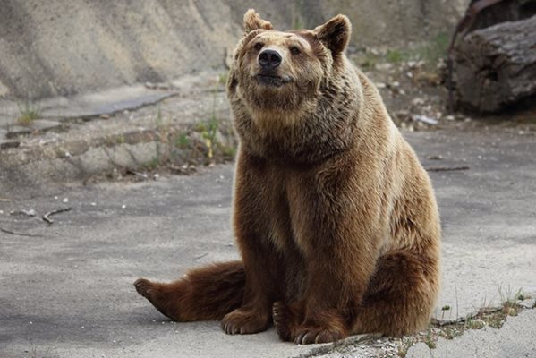 Мечките трудно заспиват