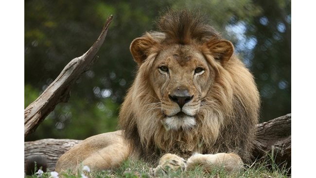 A lion died of a coronavirus – 24chasa.bg