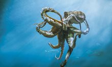 Октоподите – гениите на океана