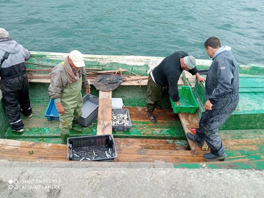 Рибари от таляна на Траката вадят мизерни количества сафрид заради атаките на леферите.