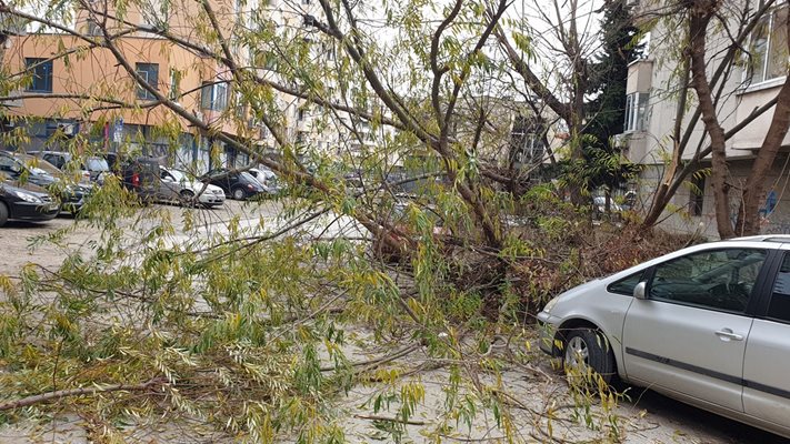 Дървото е паднало днес, но по чудо не е затиснало паркираните наоколо автомобили. Снимки: ФБ