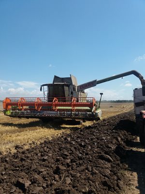С около седмица се забави прибирането на пшеницата в Силистренско заради дъждовете. Снимки Авторката