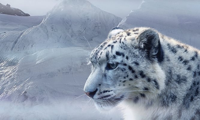 Снежните леопарди в подножието на Еверест са над 100
Снимка: Пиксбей