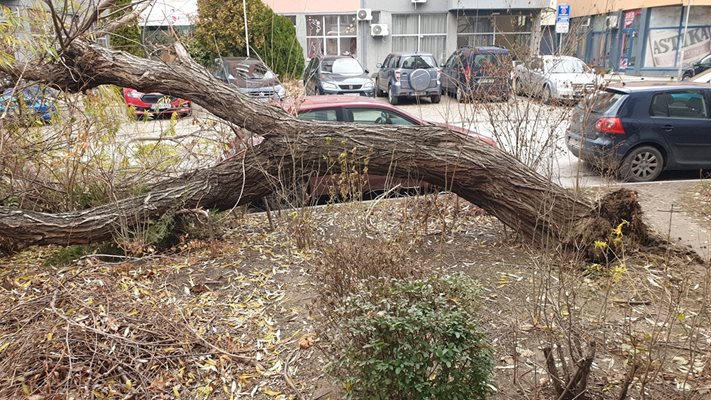 Дървото е рухнало от корен.