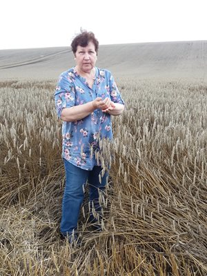 И сушата преди това, и дъждовете сега влияят на количеството и качеството на зърното, твърди Величка Славова.
