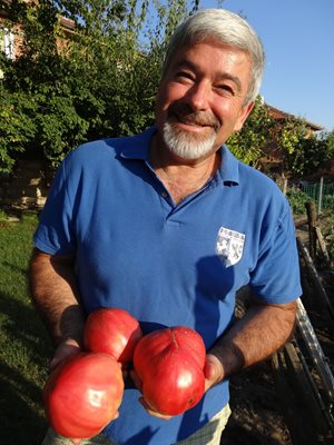 Иван Тачев от Белозем в предишни години се хвалеше с едрите си розови домати, а тази година се оплаква. 