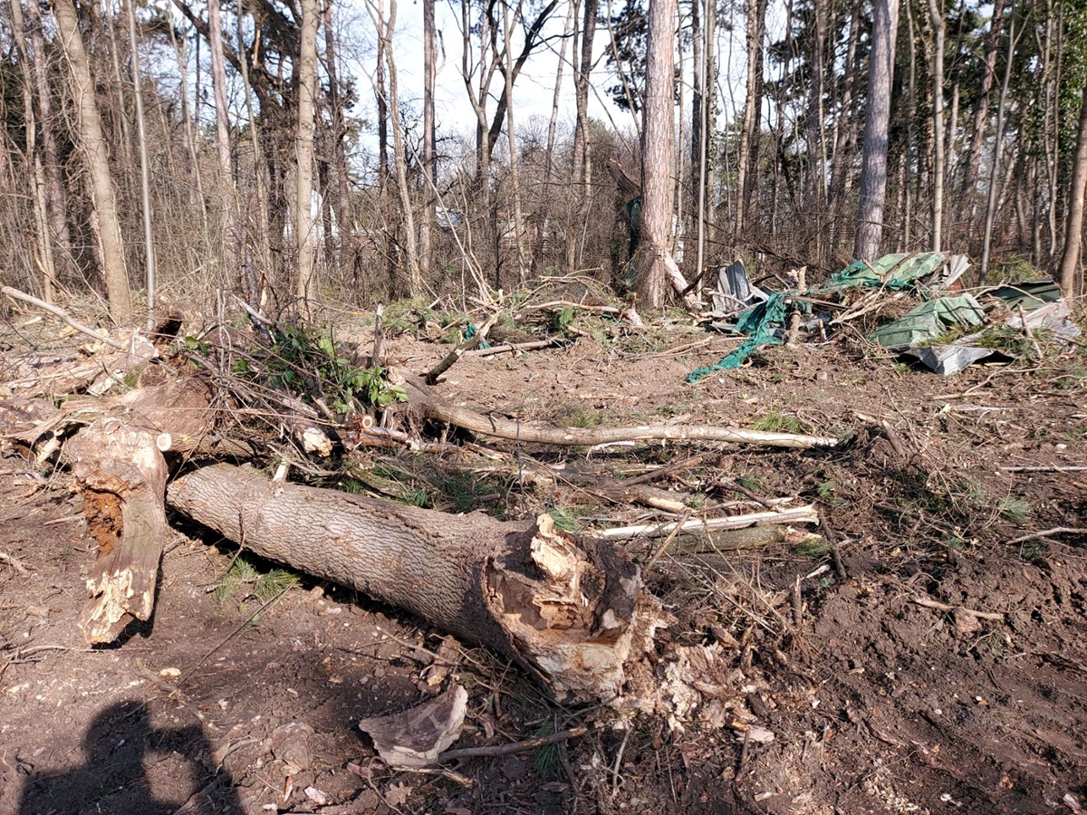 Полицията ще патрулира около къпалнята „Мария Луиза“ в София заради изсечените дървета