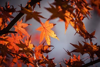 На 23 септември, точно в 04.04 ч. през нощта, започва астрономическата есен.. СНИМКА: Pixabay