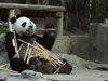 Двете гигантски панди, които пристигнаха в Холандия от Китай, излязоха пред публика