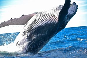 Откриха два застрашени вида кит в Средиземно море