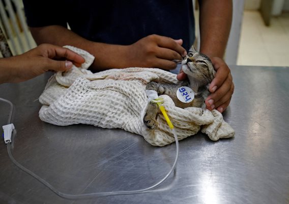 Котка зарази стопанката си с коронавирус в Тайланд.