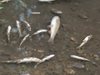 Хиляди мъртви риби изплуваха в река Ботуня