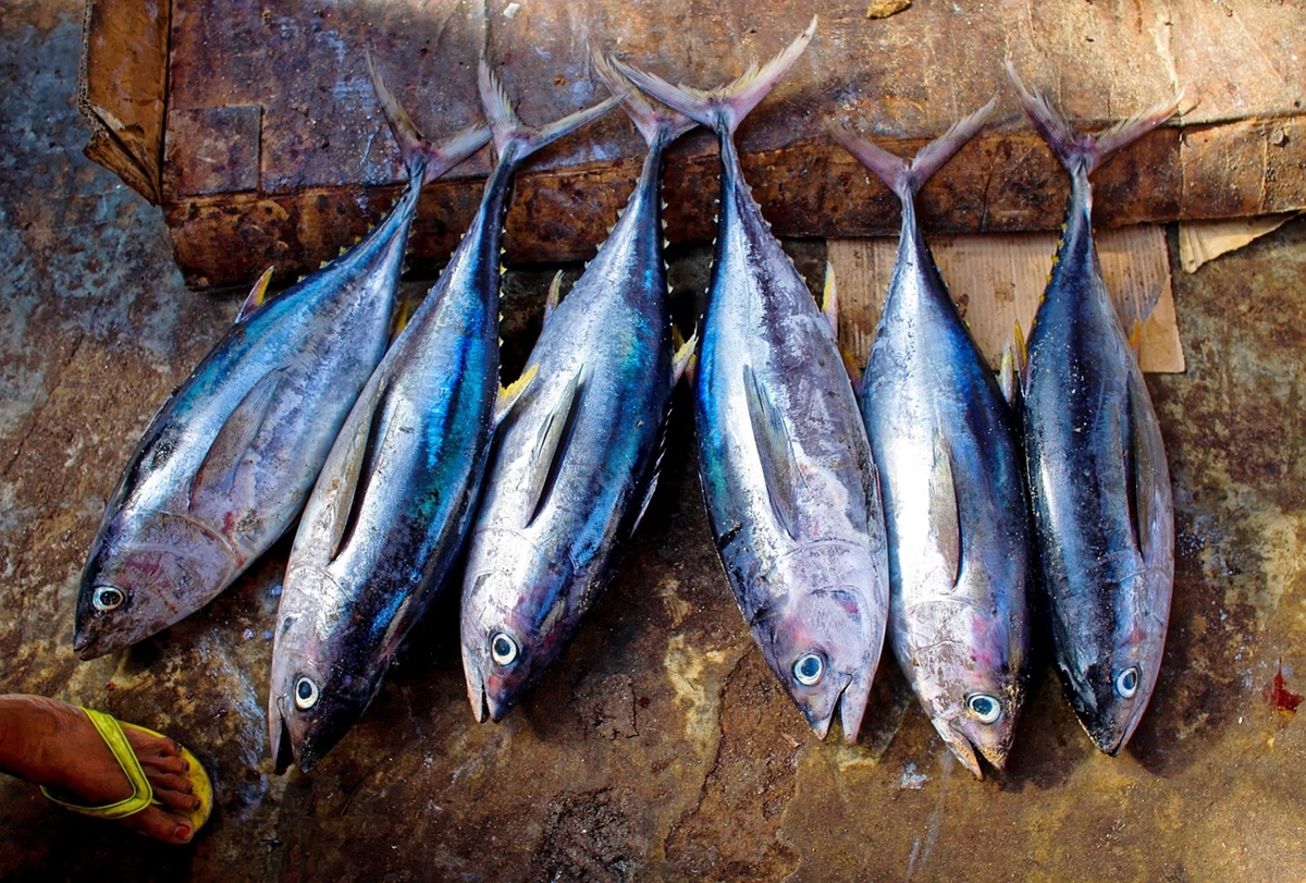 Учени установиха, че натрупаният живак остава за постоянно в рибата тон