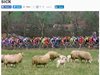 Десетки колоездачи са разболели заради
овчи изпражнения в Норвегия