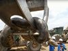 Работници откриха най-дългата змия в света в Бразилия (Видео)