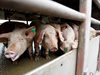 Брюксел отпуска 179 млн. лв.  за хуманно отглеждане на свине