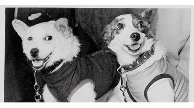 Кучетата Стрелка и Белка се връщат живи след обиколката си в Космоса, но сензацията е когато няколко месеца по-късно Стрелка ражда 6 здрави кученца.