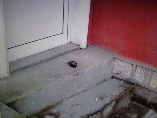 Отбранителната граната (на малката снимка) беше хвърлена пред вратата на сградата на общинския съвет на БСП в Лом. 
СНИМКА: АВТОРЪТ