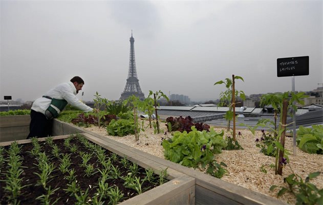Временна градина с всякакви билки и зеленчуци беше засадена на покрив от 150 кв. м близо до Айфеловата кула в Париж. Идеята е на известния френски главен готвач Ален Пасар.