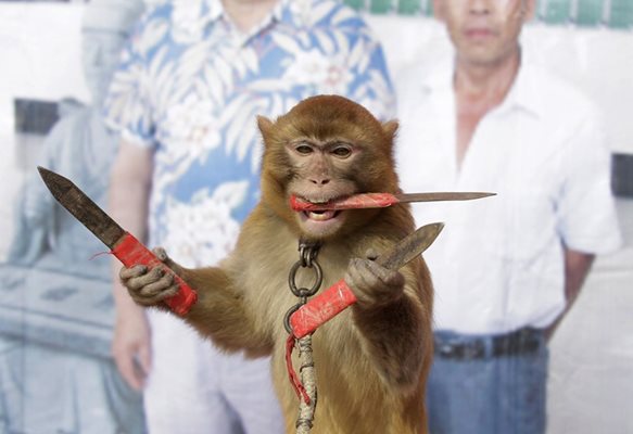 Маймуна жонглира с ножове в Китай. В нейната година рискът е на почит.  СНИМКА: РОЙТЕРС