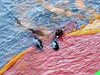 Кървав лов: рибари избиват хиляди делфини за месо