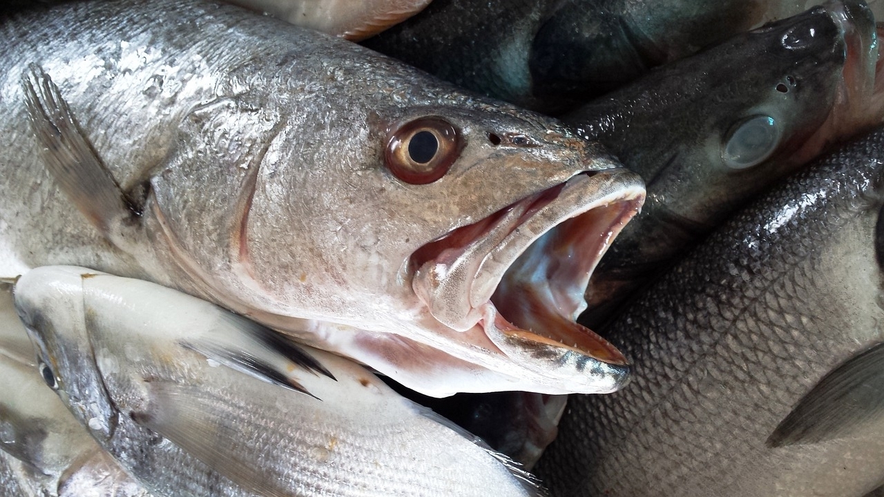 Заловиха трима бракониери на риба на брега на язовир „Огоста“ край село Боровци