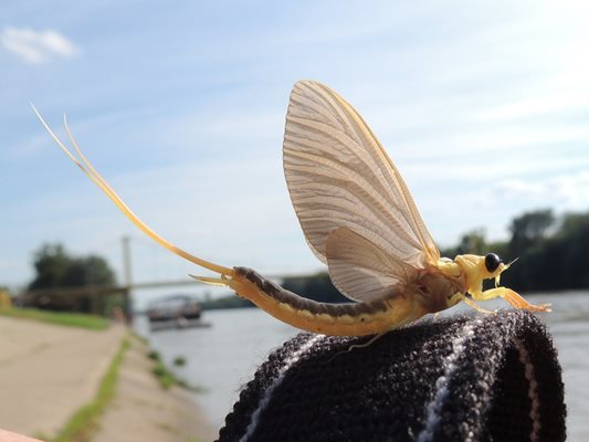 Красивото насекомо, живяло по поречието на р. Дунав