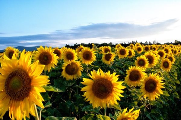 Казахстан въвежда квоти за износ на слънчогледово семе до 30 септември. СНИМКА: АРХИВ