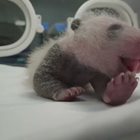 Вижте най-тежкото бебе панда, родено в плен