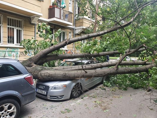 Дърво се стовари върху автомобил вчера на ул. “Хан Крум”.

СНИМКА: ТРАЙЧО ТРАЙКОВ