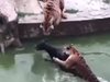 Китайски служители нахраниха тигри с живо магаре в зоопарк (Видео 18+)