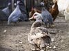 Близо 6 000 патици бяха умъртвени заради птичи грип в Ямболско
