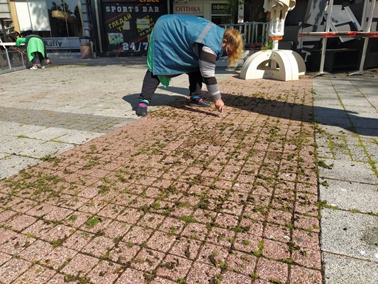 Чистачка с ножче чегърта тревата между фугите на плочките по Главната улица. Снимки: Авторът