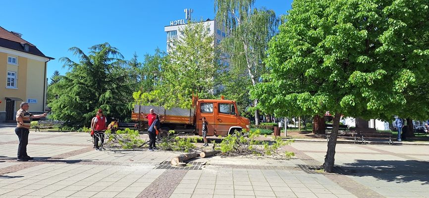 Прокуратурата разследва отсичане на 13 дървета в центъра на Дупница. СНИМКИ: Фейсбук Ивайло Тошев