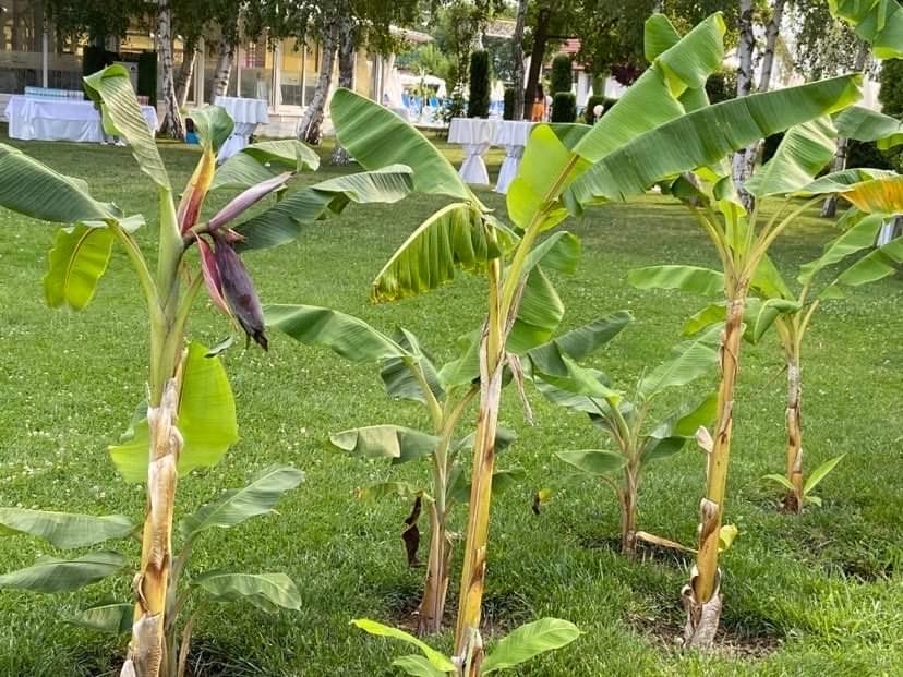 Банани успешно виреят в Момчилград